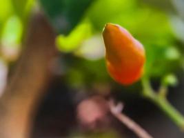 Little red cayenne pepper on organic garden farm. plants that are food and plants photo