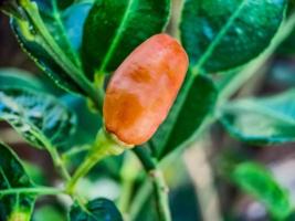 Little red cayenne pepper on organic garden farm. plants that are food and plants photo