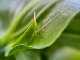 Grasshoppers are a group of insects belonging to the suborder Caelifera perched photo