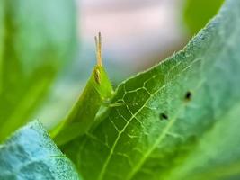 Grasshoppers are a group of insects belonging to the suborder Caelifera perched photo