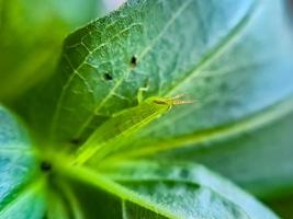 los saltamontes son un grupo de insectos pertenecientes al suborden caelifera encaramado foto