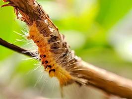 sycamore moth caterpillar perched on a shady tree branch photo