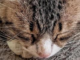 The rustic gray cat sleeping peacefully in front of the terrace is so adorable photo