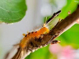 oruga de la polilla del sicómoro encaramada en una rama de árbol sombreada foto