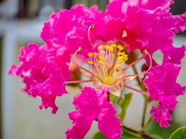 Pink Crepe Myrtle Crape flower petals and stamens photo