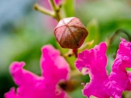 Pink Crepe Myrtle Crape flower petals and stamens photo