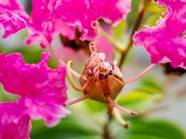 pétalos y estambres de flores de crespón de mirto rosa foto