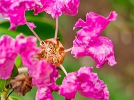 pétalos y estambres de flores de crespón de mirto rosa foto