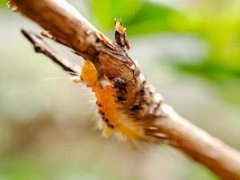oruga de la polilla del sicómoro encaramada en una rama de árbol sombreada foto