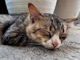 The rustic gray cat sleeping peacefully in front of the terrace is so adorable photo