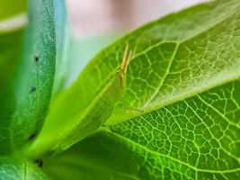 Grasshoppers are a group of insects belonging to the suborder Caelifera perched photo