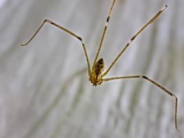 araña de patas largas de papá pholcus phalangioides o araña de granero de cuerpo largo foto