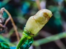 Little red cayenne pepper on organic garden farm. plants that are food and plants photo