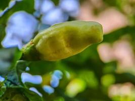 Little red cayenne pepper on organic garden farm. plants that are food and plants photo