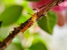 sycamore moth caterpillar perched on a shady tree branch photo