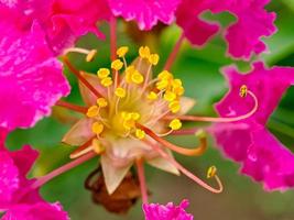 pétalos y estambres de flores de crespón de mirto rosa foto