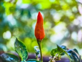 pequeña pimienta de cayena roja en una granja de jardín orgánico. plantas que son alimento y plantas foto