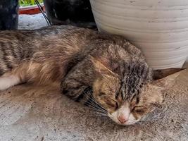 el gato gris rústico durmiendo plácidamente frente a la terraza es tan adorable foto