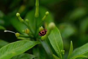 pequeña mariquita en la hoja foto