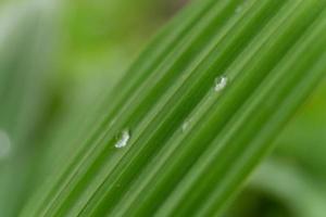 wallpaper water leaf photo
