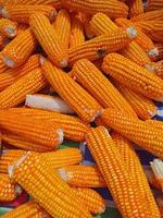 abstract nature background, made from a collection of corn and ripe corn kernels in orange photo