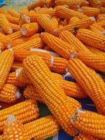 abstract nature background, made from a collection of corn and ripe corn kernels in orange photo