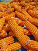 abstract nature background, made from a collection of corn and ripe corn kernels in orange photo