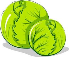 Two cabbages, illustration, vector on white background.