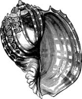 Harp shell, vintage illustration. vector