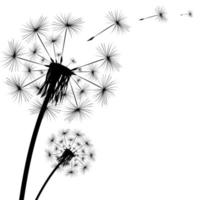 Silhouette of a dandelion vector