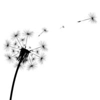 Silhouette of a dandelion vector