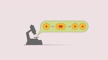 Cell division vector seen in the microscope. Microbe, amoeba, protozoa reproduction