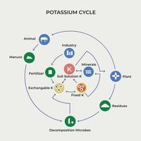 Potassium cycle from fertilizer, manure, residue to plant absorbing as soil solution K vector