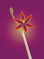 Illustration rare Queen of the Sheba orchid that takes 10 years to bloom in australia. Thelymitra pulcherrima, Thelymitra speciosa. Thelymitra variegata vector