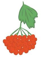 Red guelder rose vector