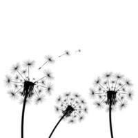 Silhouette of a dandelion vector