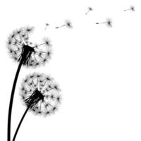 Silhouette of a dandelion vector