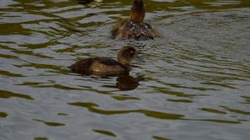 familia de patos mallard en el estanque, nadar y bucear video