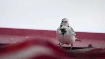 een kleine vogel witte kwikstaart, motacilla alba, lopen op een dak en insecten eten video