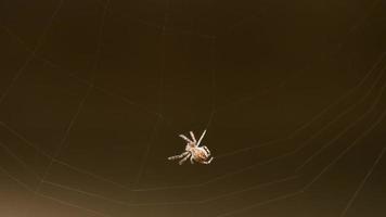Spinne webt am Sommerabend ein Netz video