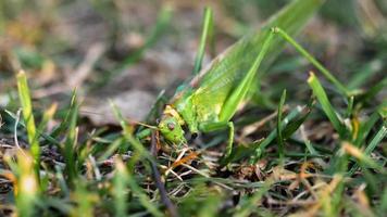 grote groene sprinkhaan vrouwtje legt eieren in de bodem close-up, slow-motion. video