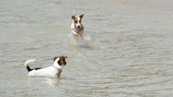 Jack Russell Terrier dogs jumping on the waves. Nai Harn beach, Phuket video