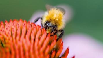 il calabrone raccoglie il nettare su un fiore rosa di echinacea, al rallentatore video