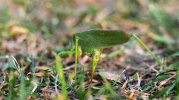 Großes grünes Heuschreckenweibchen legt Eier in den Boden, Nahaufnahme, Zeitlupe. video