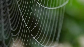 Close up view of spider web coverd with drops of moist with green leafs on the background. video