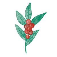 Cute watercolor winter floral minimalist clip art. Green holly berry mistletoe branch with red berries and leaves. Simple Christmas design element vector