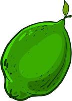 Small green lime, illustration, vector on white background.