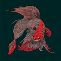 vector illustration of cute betta fish