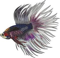 vector illustration of cute betta fish