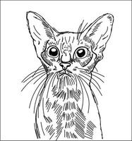 dibujo de gato, ilustración, vector sobre fondo blanco.
